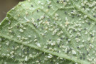 Whitefly Infested Leaf, Encarsia formosa Infested Whitefly Nymphs